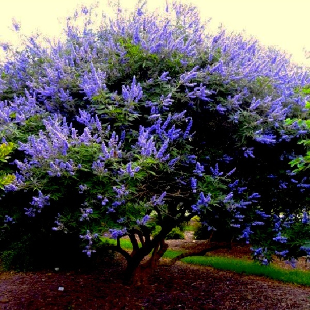 1 Texas Lilac tree - live plant 1-2 yr old propagation with established roots